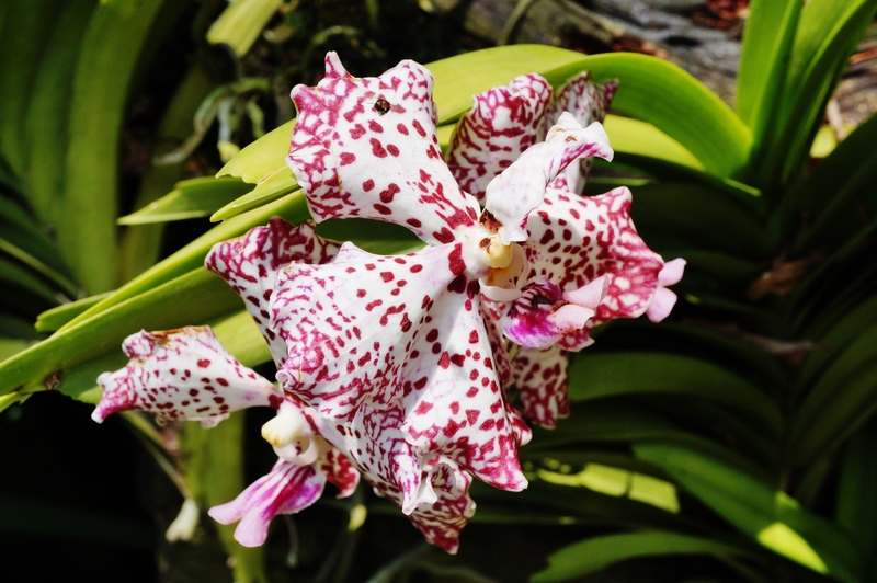 Step Up Your Curb Appeal: 12 Essential Front Garden Design Ideas